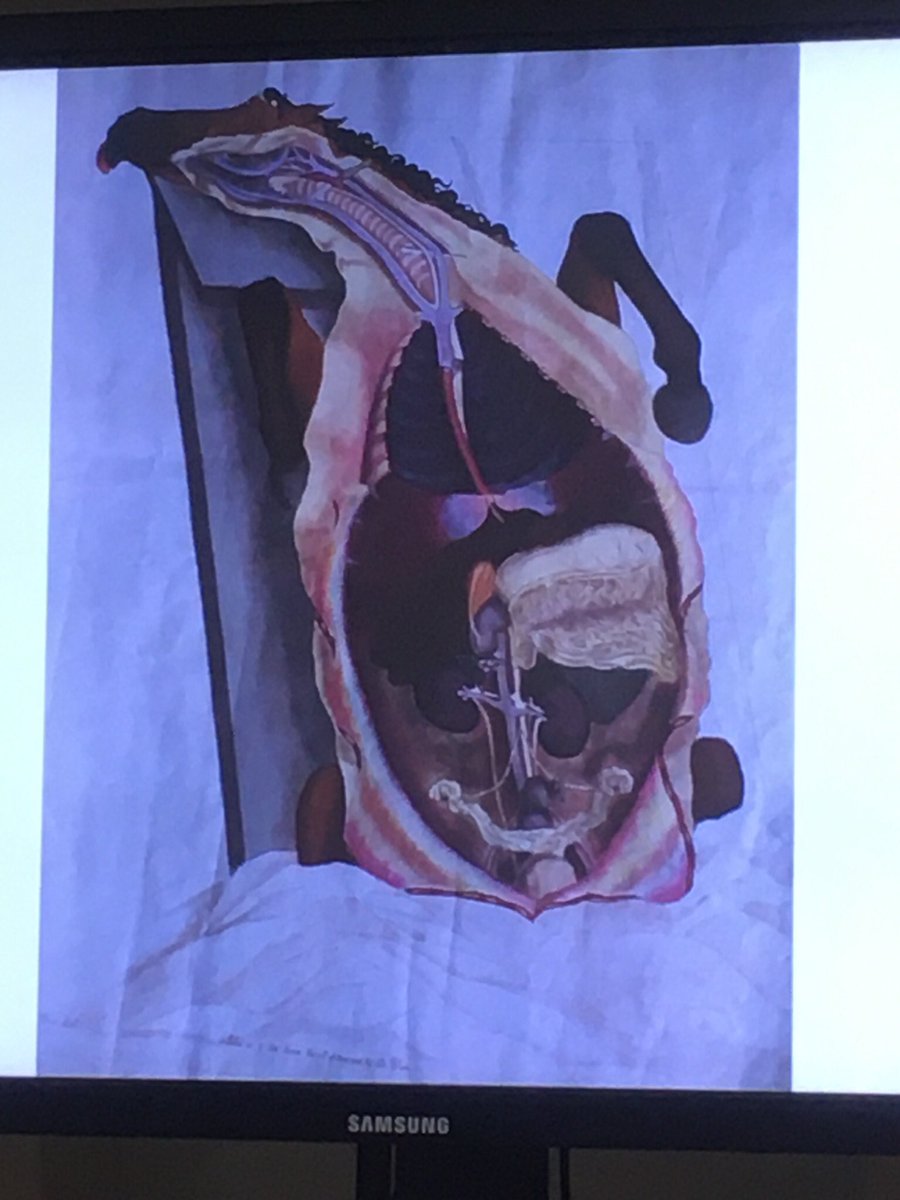 VetHistSoc's tweet image. It’s the Veterinary History Society autumn meeting, hosted @kingshistory- we start with Andrew Greenwood on the early life and career of Delabere Blaine: here’s an engraving from his work on equine anatomy - before he ran out of money and stopped the pictures in it! #vetarchives