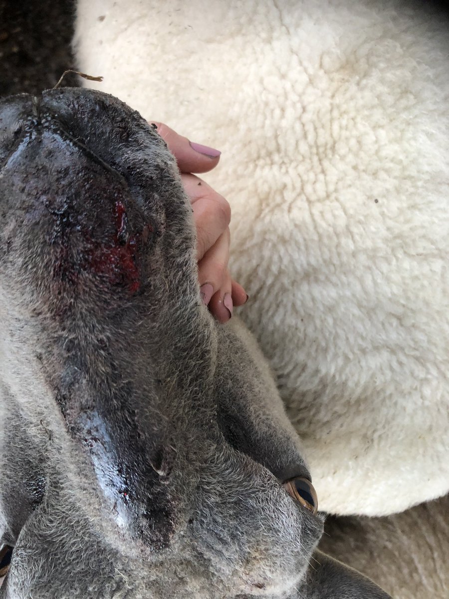 Secure your garden properly if you have dogs!! Dog attack today as dog simply jumped out, still shaking hours later, 2 ewes have over 40 deep bites and may die of shock. Had to be dragged from beck. Plus many will abort with stress.Heartbreaking #takethelead <a href="/natsheep/">National Sheep Association</a> <a href="/NFUtweets/">National Farmers' Union</a>