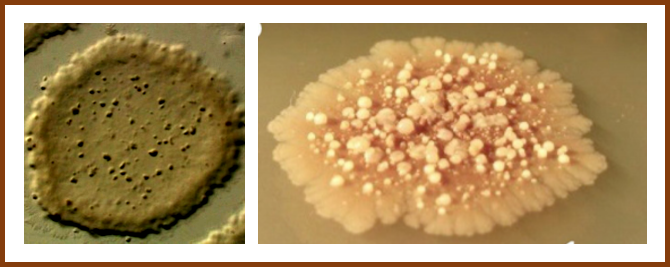 A Bumpy Pathway to Stationary-Phase Survival in Bacillus subtilis
mbio.asm.org/content/10/5/e…

Thank you Wayne L. Nicholson for connecting the bumps