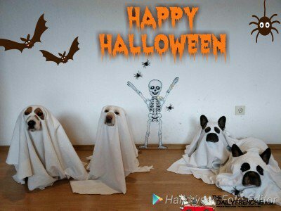 DailyFrenchie's tweet image. Wir wünschen allen jetzt schon mal morgen schöne schaurige gruselige Halloween - bit.ly/2qTP7H7 - #frenchie #bulldog #frenchbulldog #frenchbo #puppylove