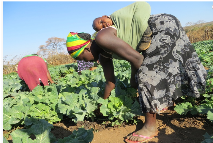 Development Aid from People to People Zimbabwe tweet media