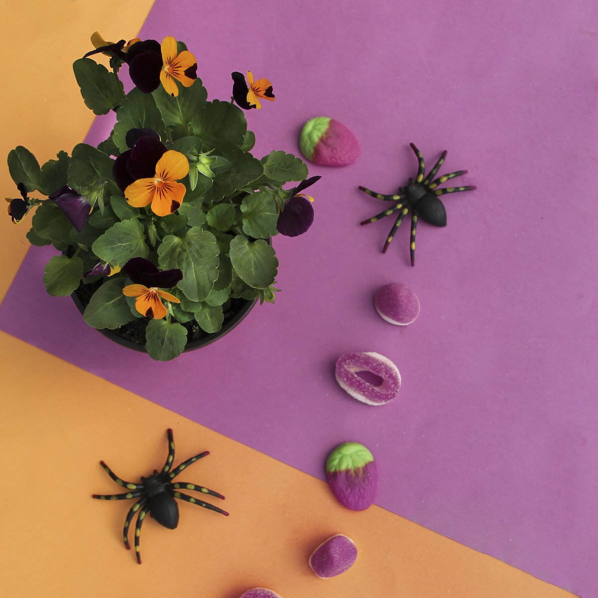 👻👹🕷🧛‍♂🦇

Uuuuuu.....
Por suerte no todo son sustos en Halloween 😉😋😊

#Violas  #ViolaCornuta #floresdeotoño #Halloweenconsempreflora #plantasdeotoño