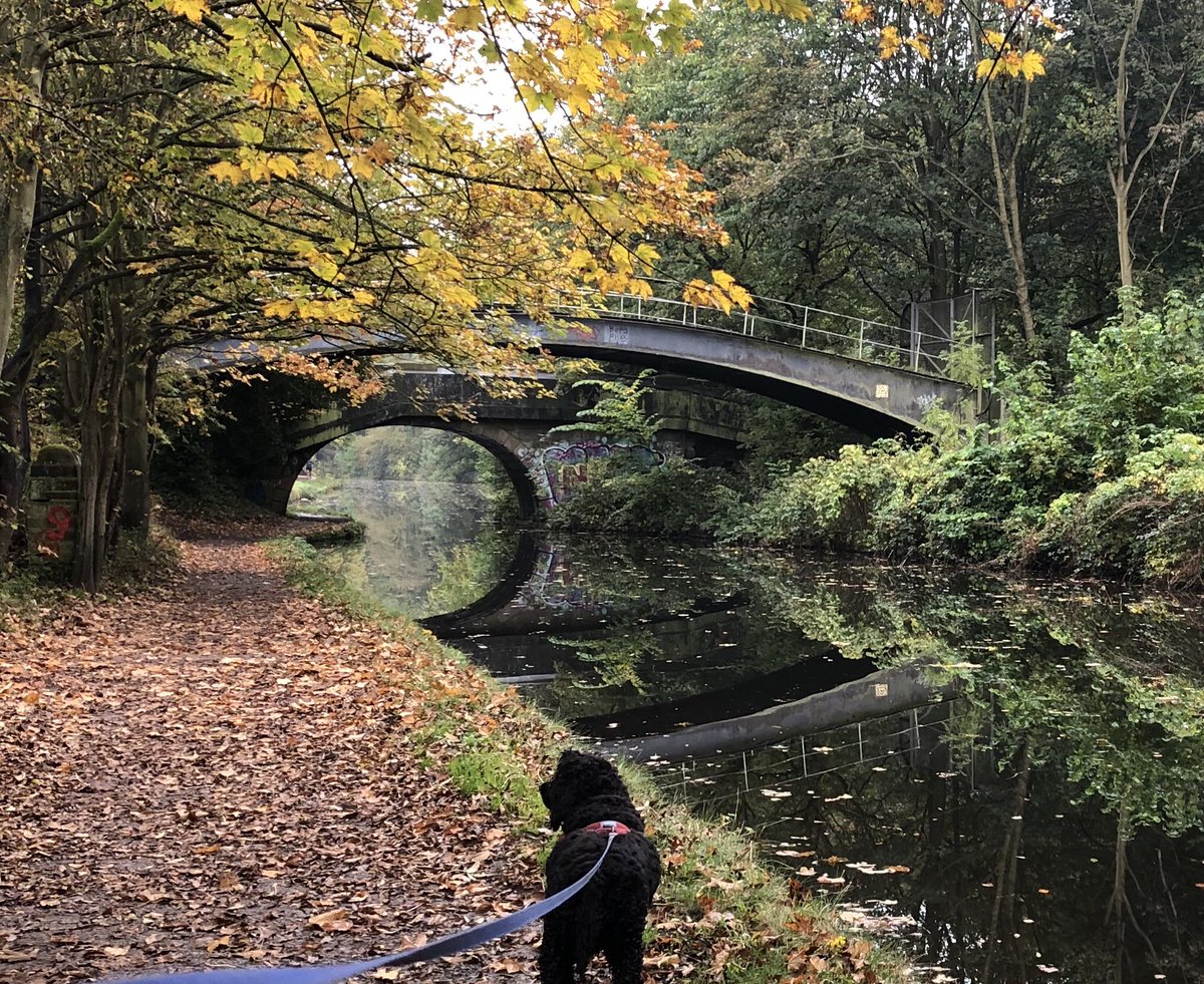 Beautiful autumnal walk beside ⁦@CRTYorkshireNE⁩ #leedsandliverpool canal. This was close to Armley Mills, Leeds.  This stretch very busy with runners! :-)  #lifesbetterbesidewater #canalwalks