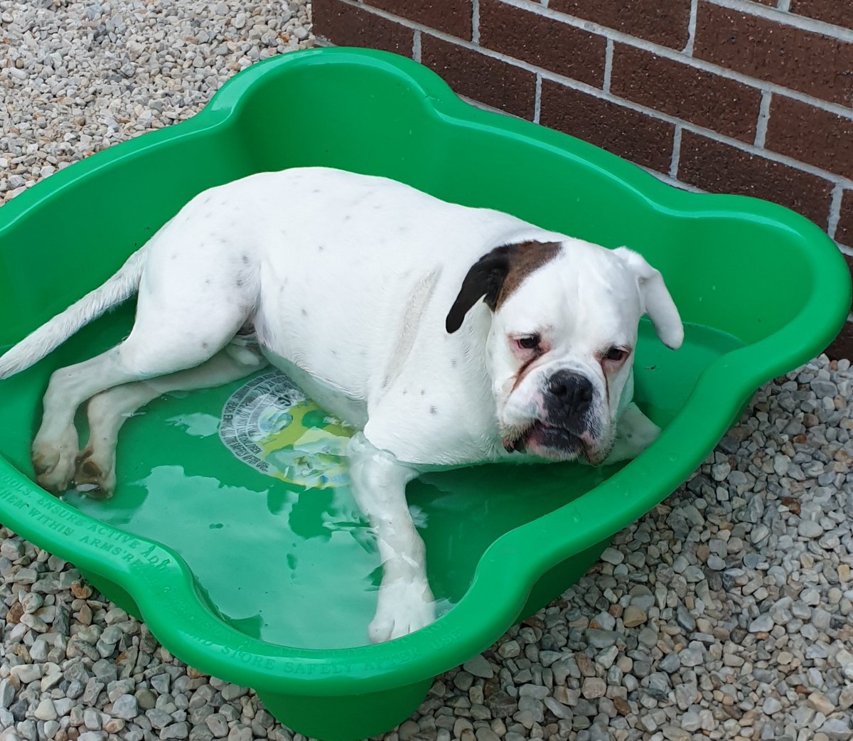 Went for a walk came home did this #bromocrew #sismos #paddlingpool