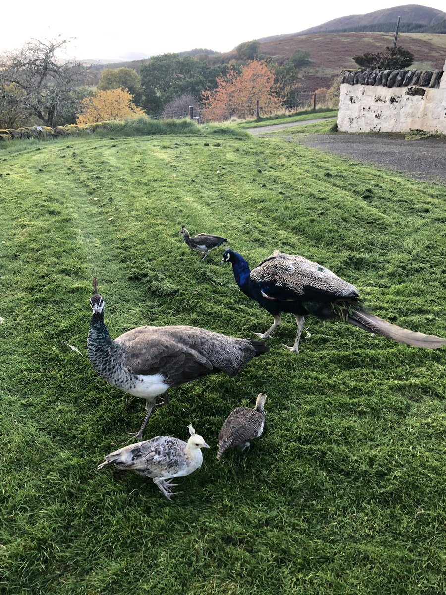Our Peacock family are enjoying the Autumn sunshine. Mum and Dad teaching their chicks family pecking order, pardon the pub, and all things foraging.