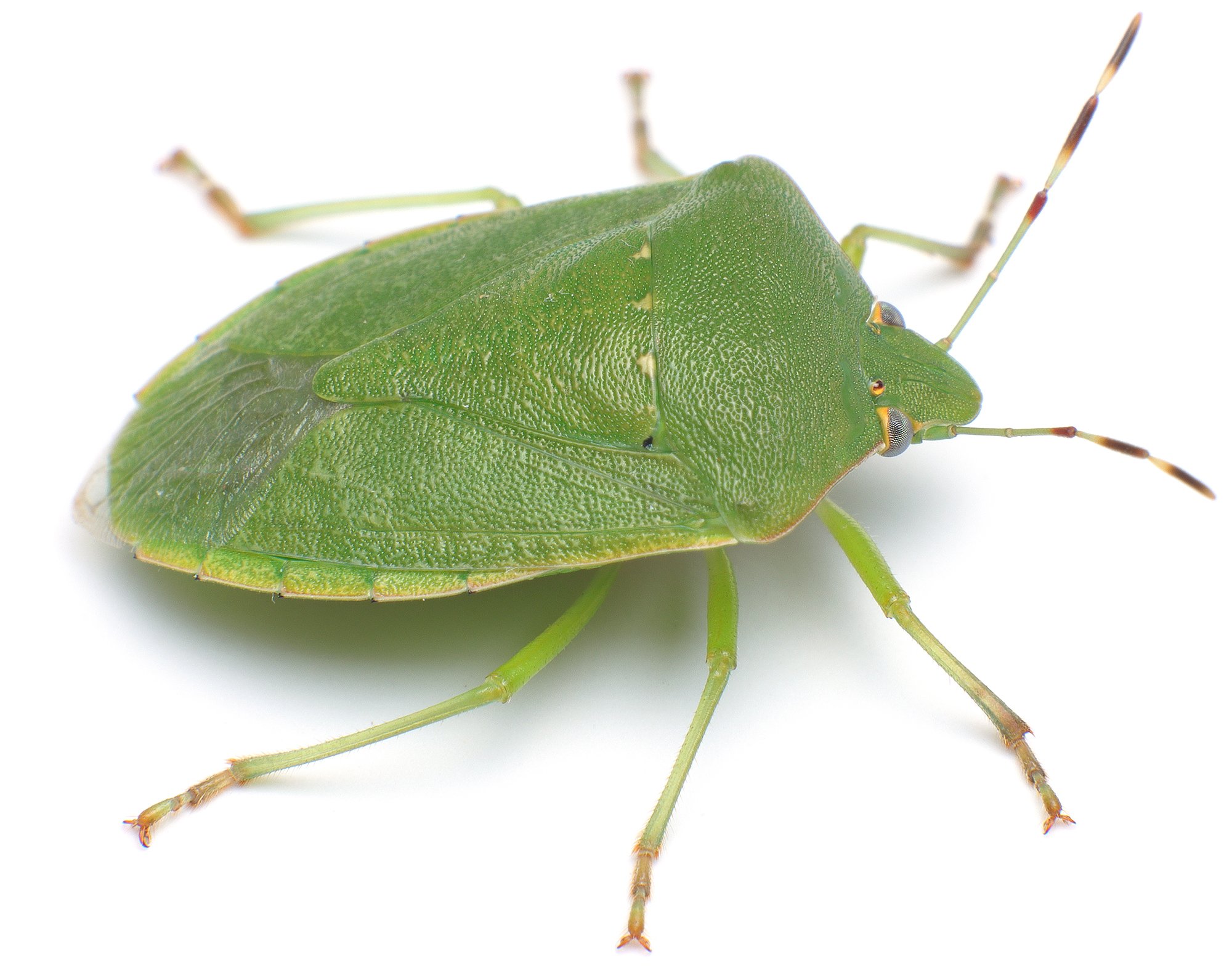 ピン セイダイ Nagashima Seidai こちらはsigma 70mmマクロ 無印 で撮ったミナミアオカメムシさん Laowa100mmとこのレンズの甲乙はつけがたい でも どちらもcanon 100mmlよりは解像力が高いと思う T Co Sunsxv3pno T Co Pssltpulb6