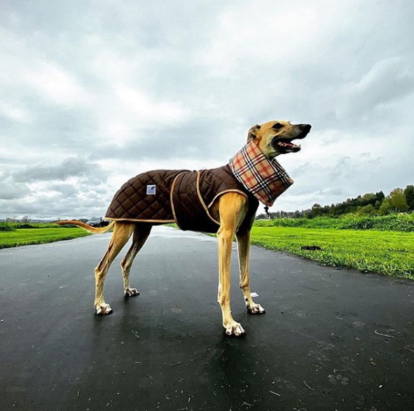 abrigo burberry perro