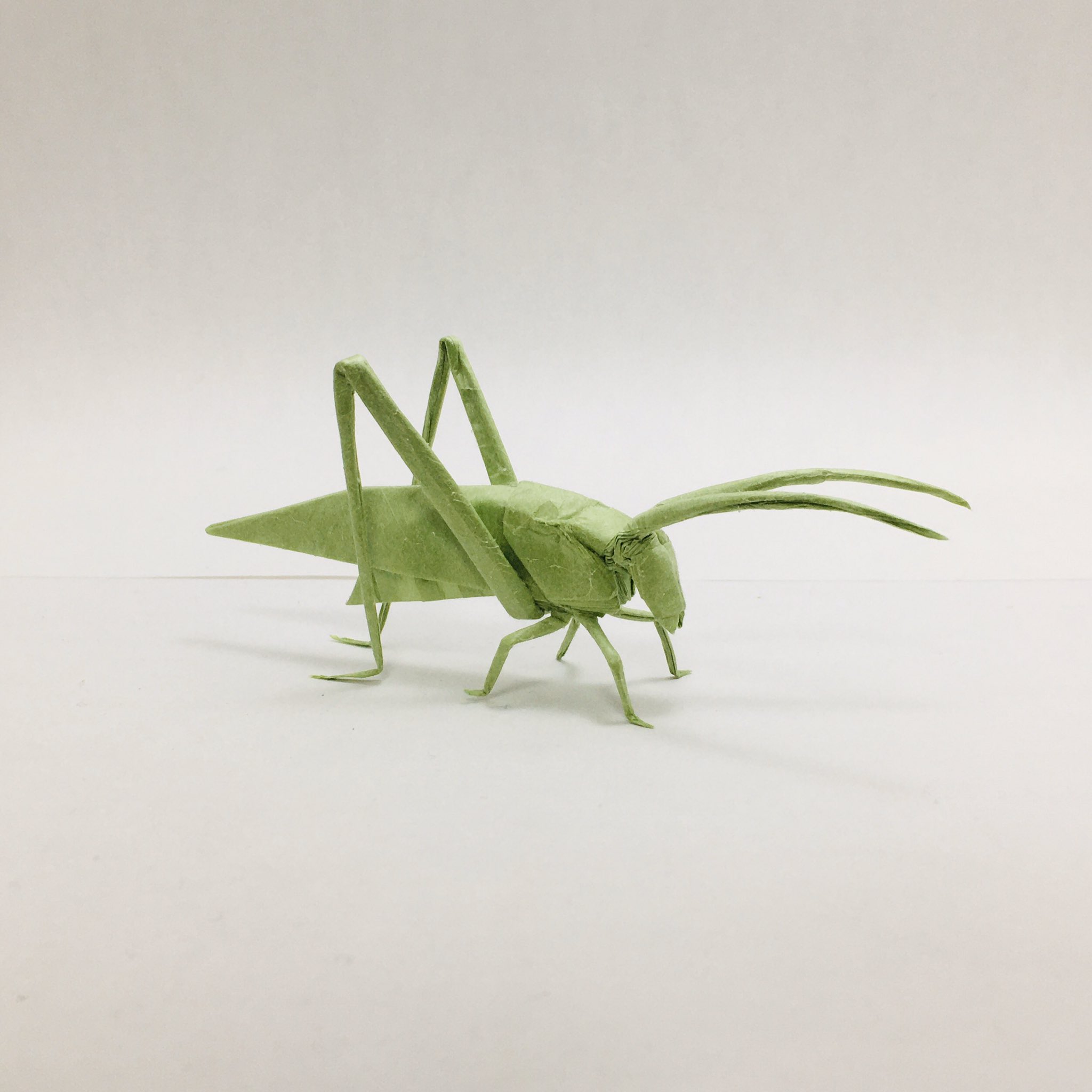 すぎぽよ Ar Twitter ロバート J ラングさんのキリギリスhp Katydid Hp Designed By Robert J Lang 27cm雁皮紙より One Sheet Of Square Paper 手乗りサイズ 初めて中まで綺麗に畳めました 実物 はもう少し小さいけど 私の腕では厳しいかな W