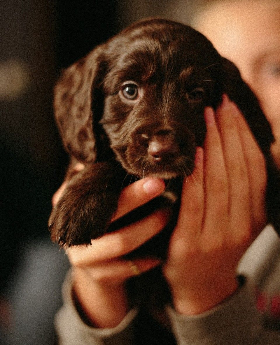 We are in desperate need to grow our pet collection. If you are making anything from collars to food for pets, then head over to our website and join our collective! Plus, if you know of someone that you think should join, why not tag them in the comments? 🐕 🐈 #puppy #petbrand