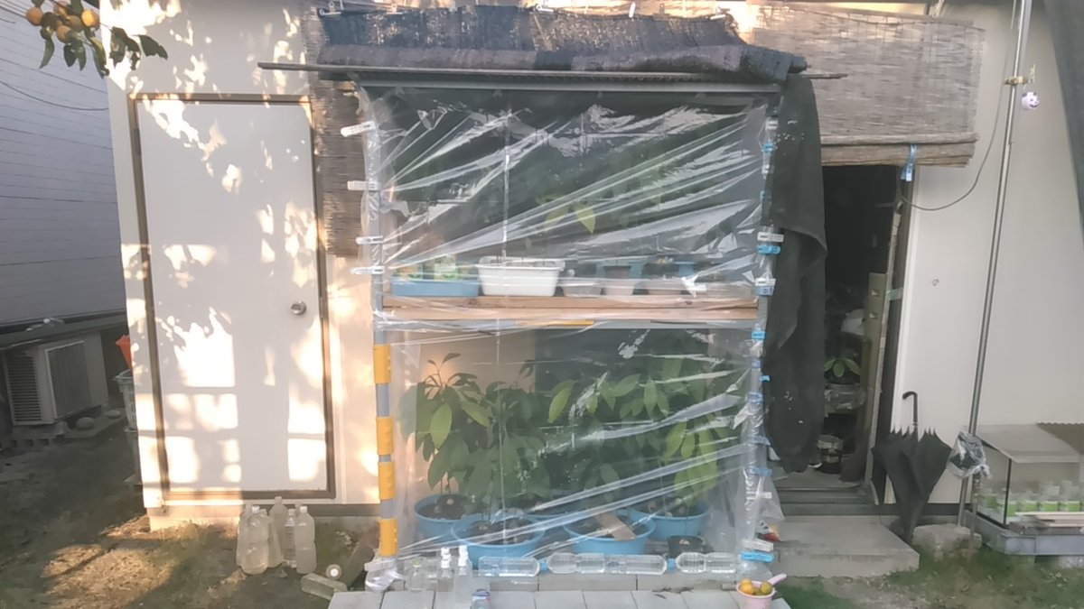 素人職人 A Twitter 自作ミニ温室に室内の空気をダクトを通して送ってるけど 温室内の温度が全然あがらない 室温23度 温度内18度 まあ 朝まで18度なら別に構わないけど 今朝は13度くらいまで下がったからなぁ 素人職人 A Twitter 自作ミニ温室に室内の空気をダクトを通して送ってるけど 温室内の温度が全然あがらない 室温23度 温度内18度 まあ 朝まで18度なら別に構わないけど 今朝は13度くらいまで下がったからなぁ