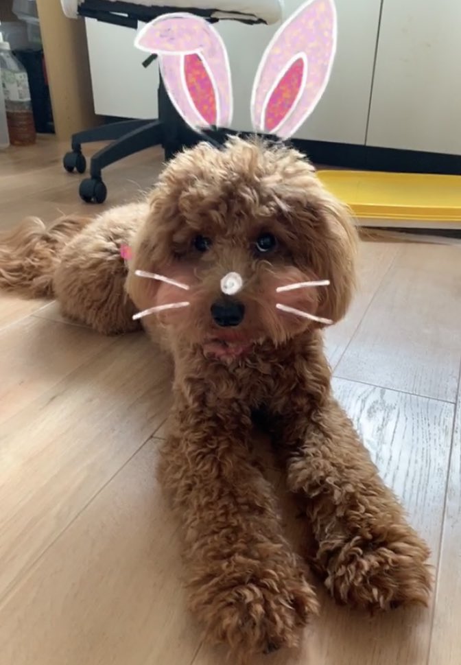 今日はトリミングに行く予定だったのだけど、飼い主の都合で行けなくなってしまい本当に本当に病みでござ〜
犬の匂い好きだからいいけど、、、だけど毛玉とひっつき虫がすごくてもう手に負えないよ、、、ブラッシングすると齧るのよ🐶🐶🐶🐰🐰🐰