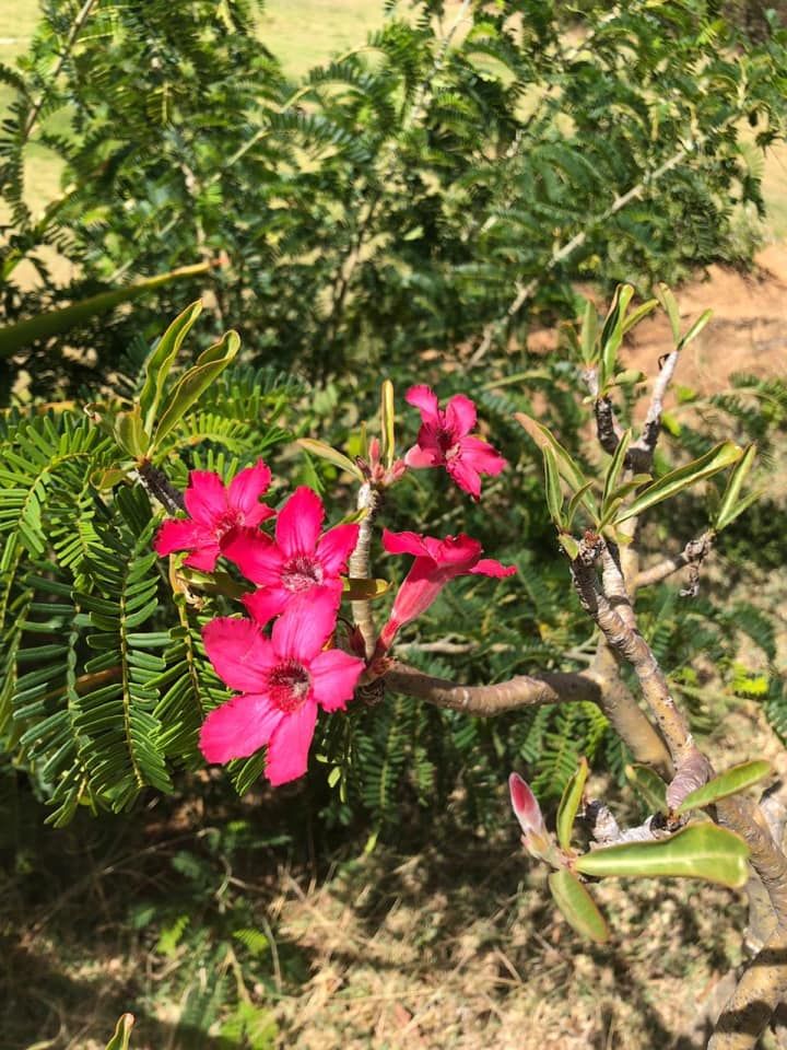 desertroselodge's tweet photo. Did you know that the Adenium obesum (Desert Rose) originates from Eastern Africa to Southern Arabia? The Chinese named this plant the “flower of wealth”, believing it brings good fortune and the caudex (swollen stem base) represents fertility. #desertroselodge #beautifulplants https://t.co/hL6SY26iMP