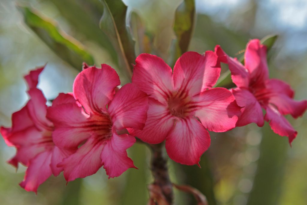 desertroselodge's tweet photo. Did you know that the Adenium obesum (Desert Rose) originates from Eastern Africa to Southern Arabia? The Chinese named this plant the “flower of wealth”, believing it brings good fortune and the caudex (swollen stem base) represents fertility. #desertroselodge #beautifulplants https://t.co/hL6SY26iMP