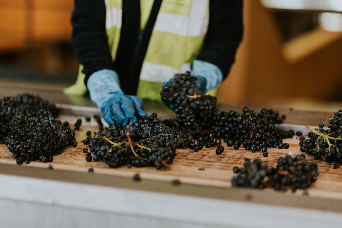 Viña Pomal tweet media