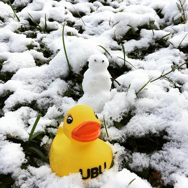 ubu_ru's tweet photo. Зима близко.
Winter is coming. 🥶 ⛄️ #ЗдесьЖиветУточка #снег #uburu #сайтобъявлений #snow #winterinoctober #снеговик https://t.co/TcxOnIkX1b