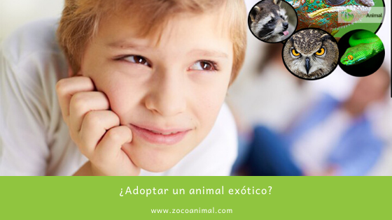 ZocoAnimal's tweet image. ¿Adoptar un animal exótico?
ow.ly/dHkK30pLR3m

 zocoanimal.com 
#alimentacion #mascotas #tiendaonline #Instagram #otoño