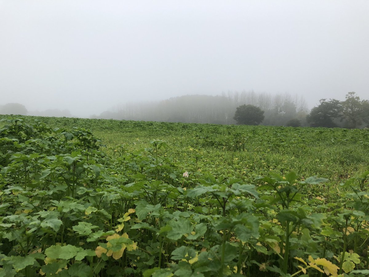 DrLucyAlford's tweet photo. A chilly morning in Rennes checking on our winter flower cover ready to begin our sampling season #ProjectFAB #biodiversity #organicfarming #functionalagriculturalbiodiversity https://t.co/PudFL66mUw