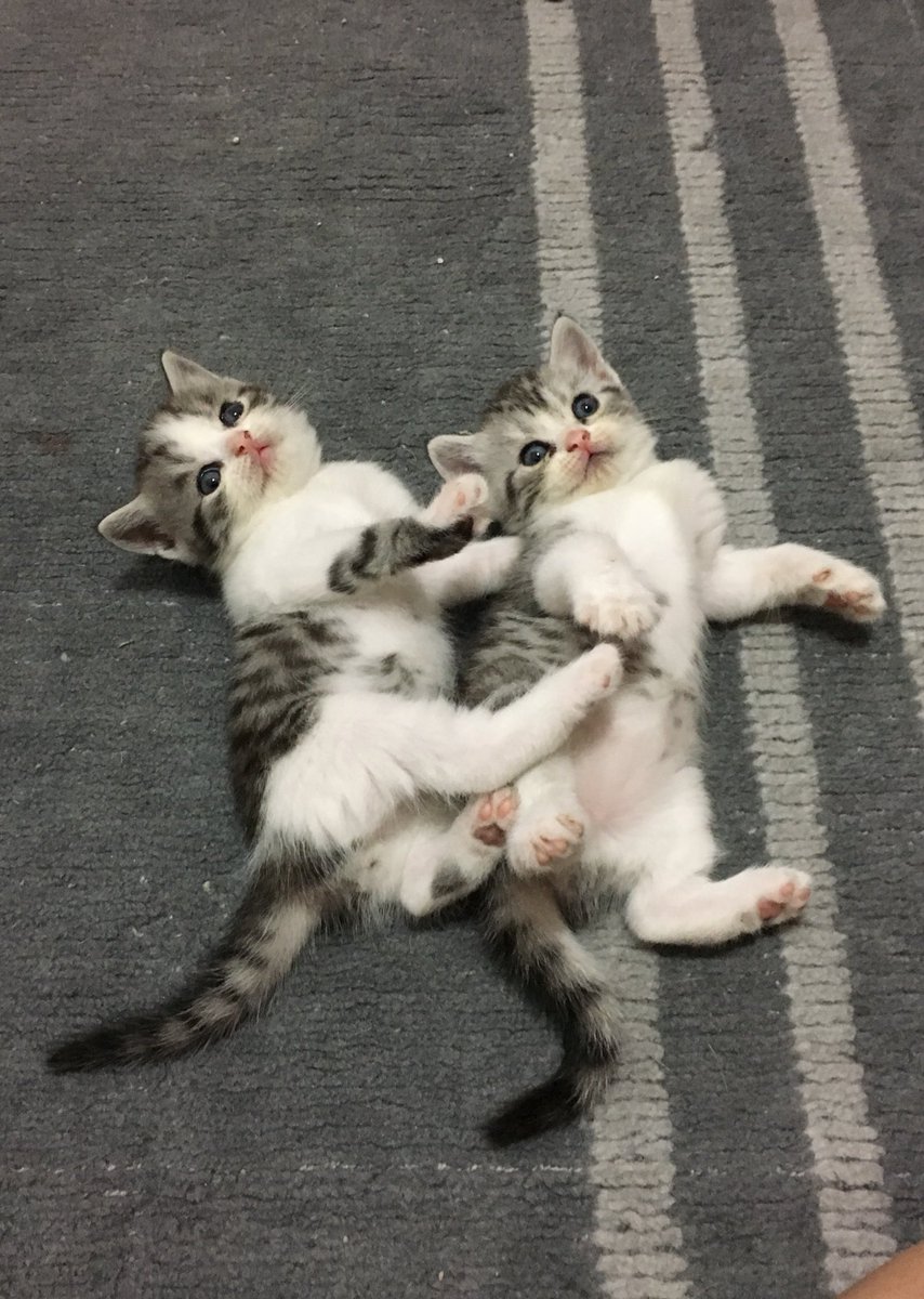 _DNVP_'s tweet image. ตอนแรกก็ตีกัน พอเห็นนมในมือยายเท่านั้นแหละ ค้าง มองตาเหลือก แล้วรีบแยกกันเลย กลัวไม่ได้กิน ต้าวพวกเห็นแก่กิน!!