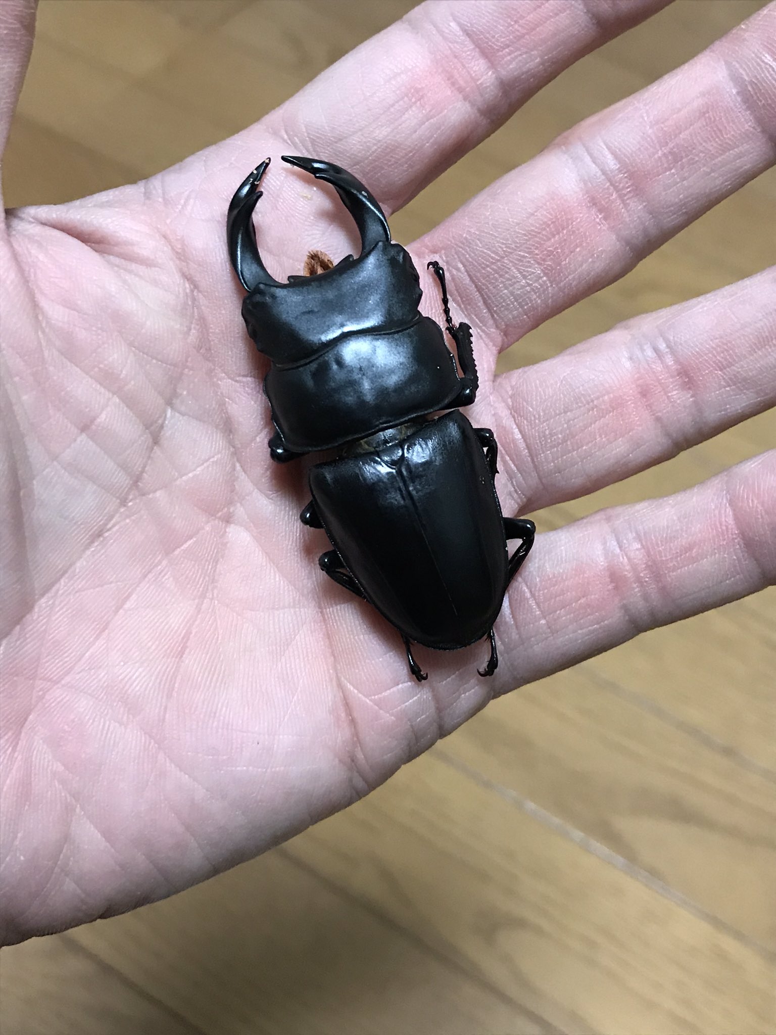 オオクワガタ 宮城県
