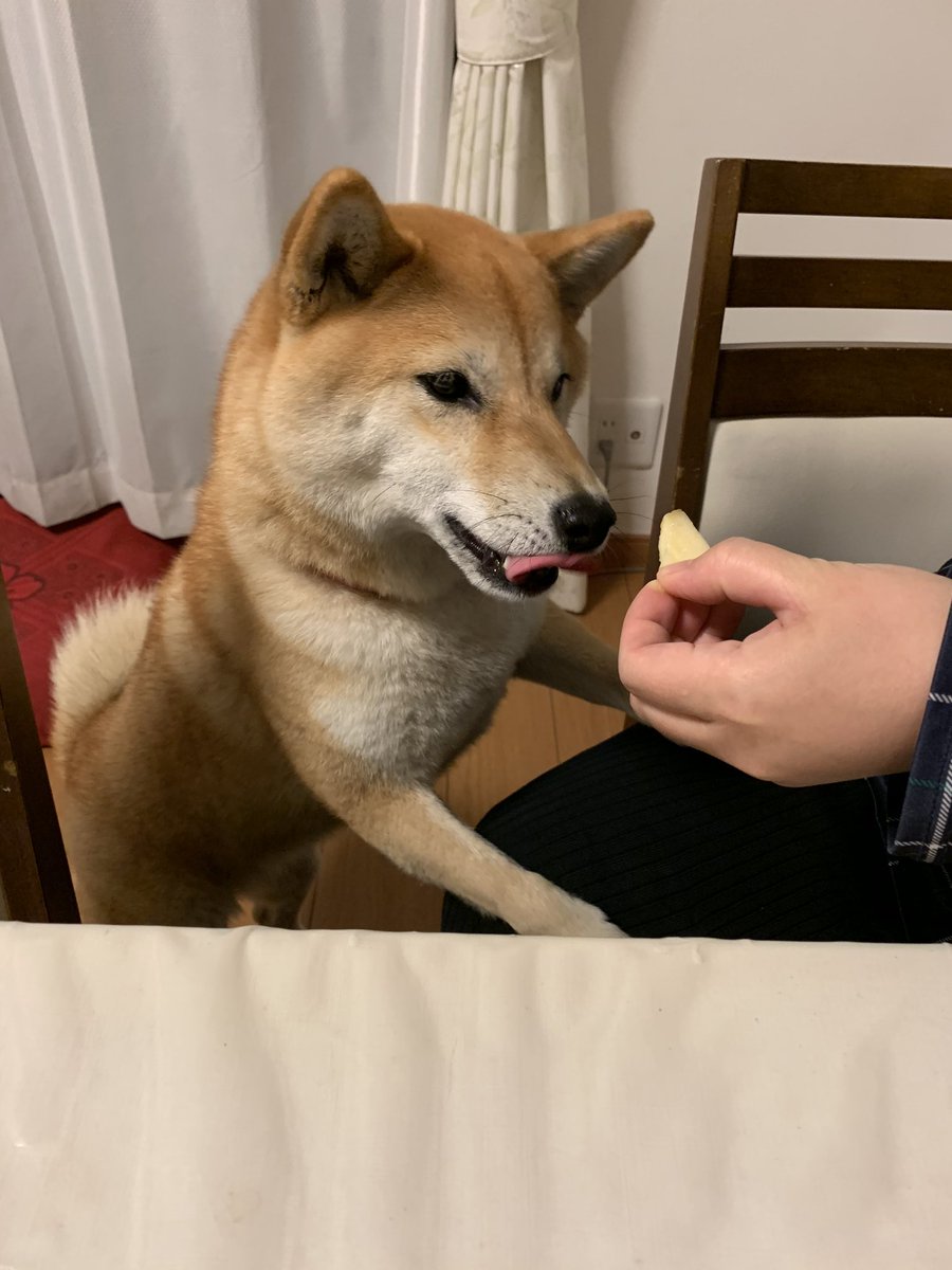 よんただ 柴犬 みかん Twitterren みかんがリンゴを食べるの図 よんただ 柴犬 みかん Twitterren みかんがリンゴを食べるの図