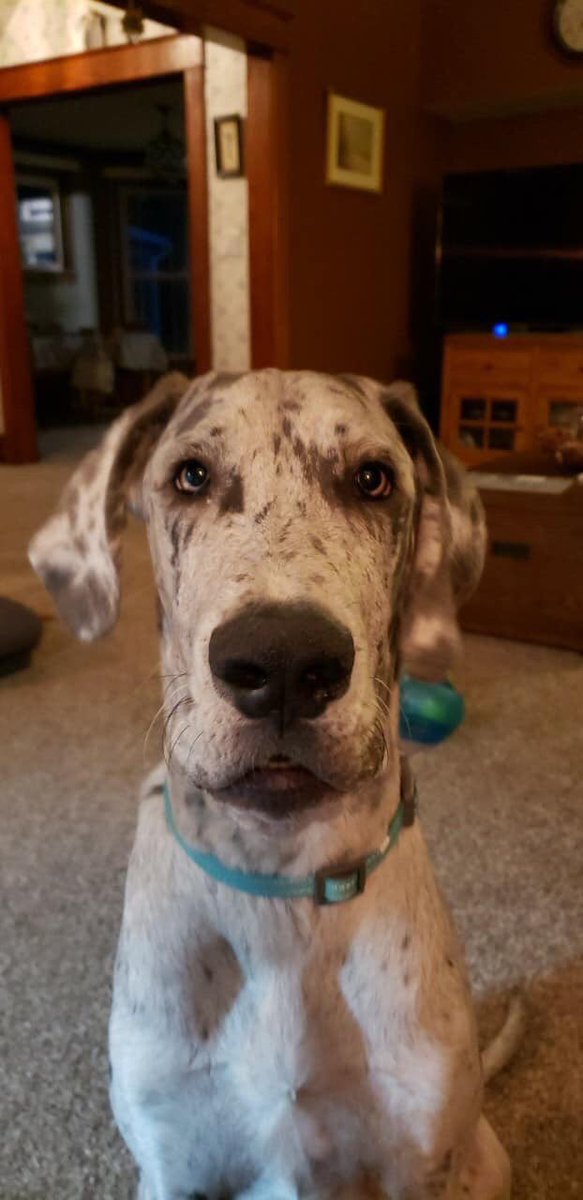 RIP my gentle giant❤️ I’m gonna miss you sleeping on my feet. I’m gonna miss you knocking my drinks over with your tail. I’m gonna miss how excited you got when I walked through the door. Simply I’m gonna miss you. Till we meet again Ares💕 bb loves you😇