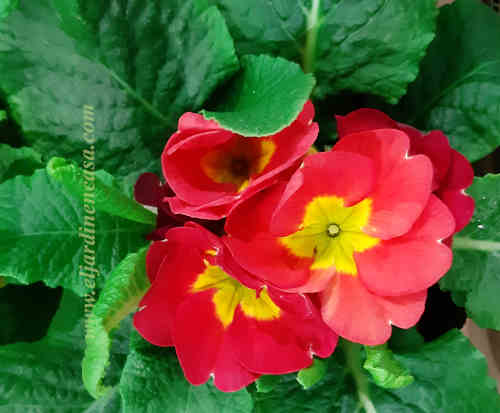 Eljardinencasa's tweet photo. #Plantas
#Prímulas
#PrimulaAcaulis
Prepara un sustrato bien suelto, a base de turba, humus de lombriz y resaca, con agregado de perlita.
https://t.co/0fyZvNLIpg https://t.co/LY2VtxjLxG