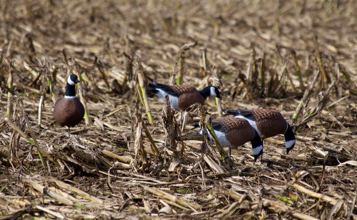 Had a good time in the corn last weekend. The birds had other plans unfortunately... #goosehunting #hunting #waterfowlhuntin #cacklerdecoys #cacklers