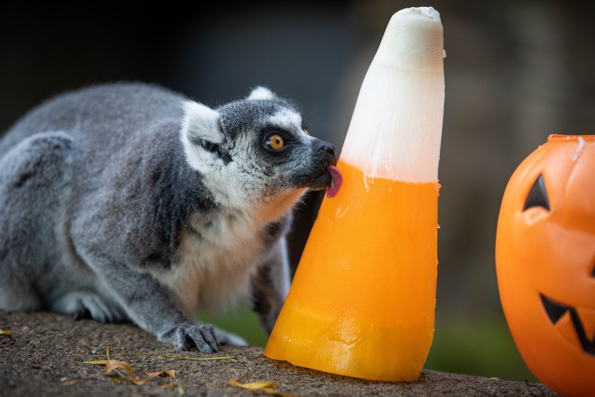 buffalozoo's tweet photo. Our lemurs are big candy corn fans! #TrickorTreat #NotRealCandyCorn #HalloweenEnrichement https://t.co/Bb4DAbh5gS