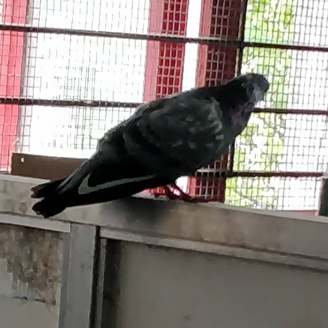 Girish212's tweet photo. Spotted a brand conscious pigeon who has got a @Nike Tag on it.. Strange but true 😁 #Nike #wildlifephotography #Instantclick #Oneplusphotography https://t.co/l4we3EtHI4