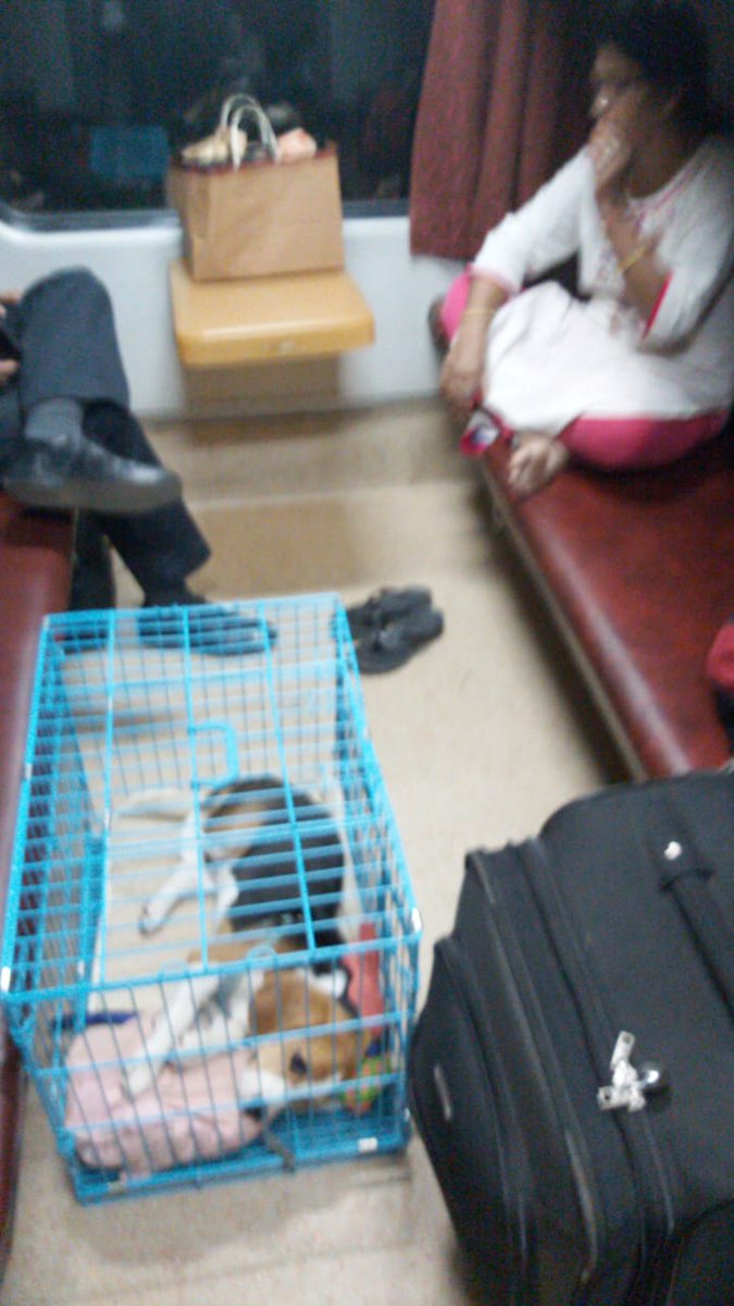 me_Ajay's tweet photo. SOS: Pet in 1st class and owner not cooperating with TTE, RPF and copassenger with allergy (train no 22110) @PiyushGoyal @rpfwr1 @RailwaySeva https://t.co/eaoyMGkJBf