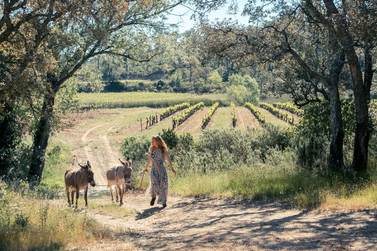 VieViteRose's tweet photo. Domaine Sainte Marie is guided by nature so we can craft a Côtes de Provence Rosé that is made to be savored. More on our sustainable and biodiverse practices here: https://t.co/4HVytbyE6K @VinsSainteMarie https://t.co/EUqYcMzXes