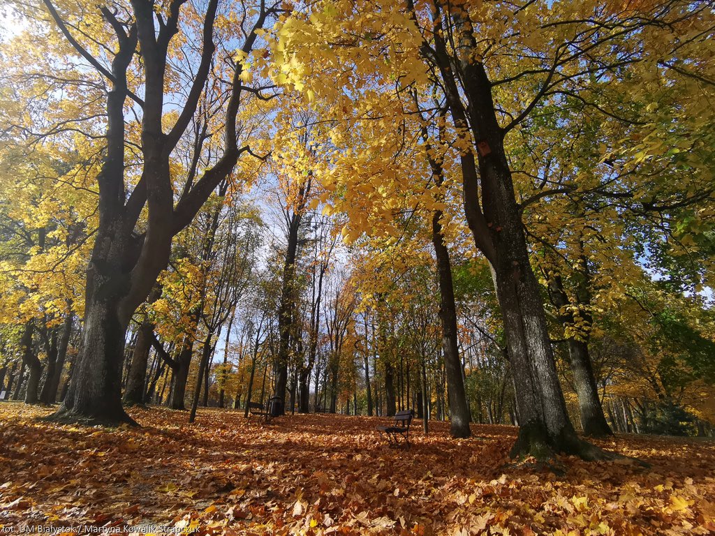 WBialystok's tweet photo. W tym roku, podobnie jak w ubiegłych latach, w niektórych parkach #Białystok opadłe liście zostaną na ziemi do wiosny. Pełnią zbyt ważną rolę, by je sprzątać. Liście w sezonie jesienno-zimowym nie zostaną wygrabione w parkach: Konstytucji 3 Maja,Lubomirskich, Centralnym i Starym. https://t.co/lfC70W0LLo