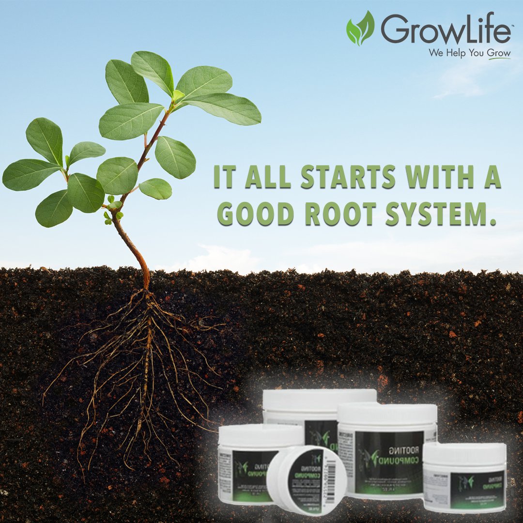 Got Roots? 

Shop our rooting compound - bit.ly/349Vrsv

#ezclone #growlife #clone #aeroponic