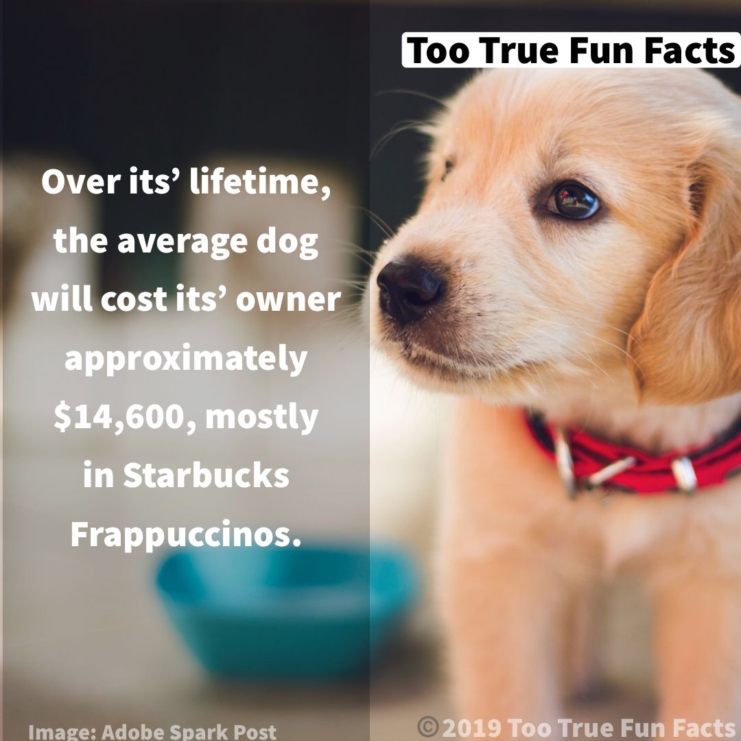 WTF Fun Fact 13415 - World's Oldest Dog
