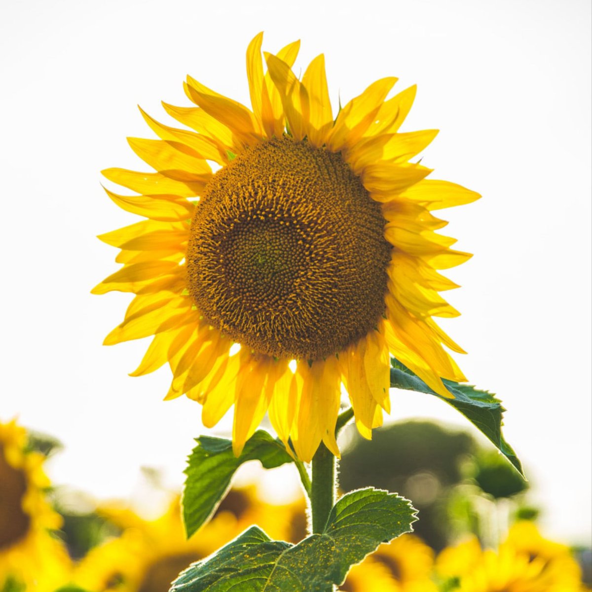 GeneralNatural's tweet photo. Who wants some Sunflower seeds?
.
.
.
.
#natural #organic #organicproducts #naturalproducts #greencleaning #maid #maids #housekeeper #tampa #saintpetersburg #clearwater #cheval #odessa #lutz #southtampa #stpetersburgflorida #dunedin #westchase #safetyharbor #palmharbor https://t.co/Tb500oIibT