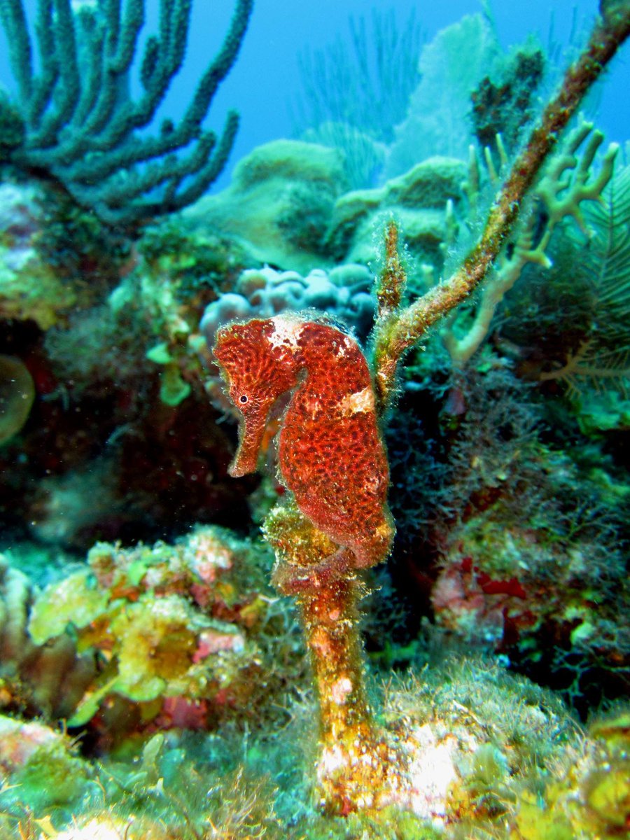 Always a crowd favorite, the seahorse 👏

It's always exciting when you spot one of these little fellows on a dive!
