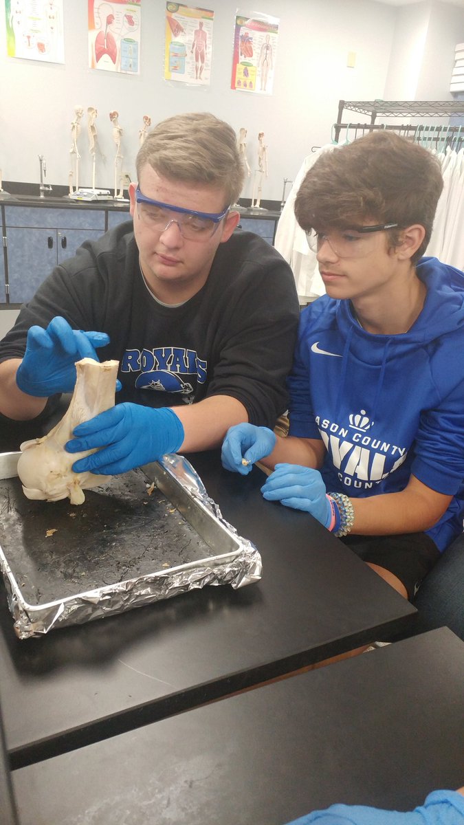 MasonCoBiomed's tweet photo. Then we moved on to #longbone dissections in #PLTWHBS #anatomy @PLTW_KY @MCHSRoyals1 https://t.co/KmIrx1fEvh