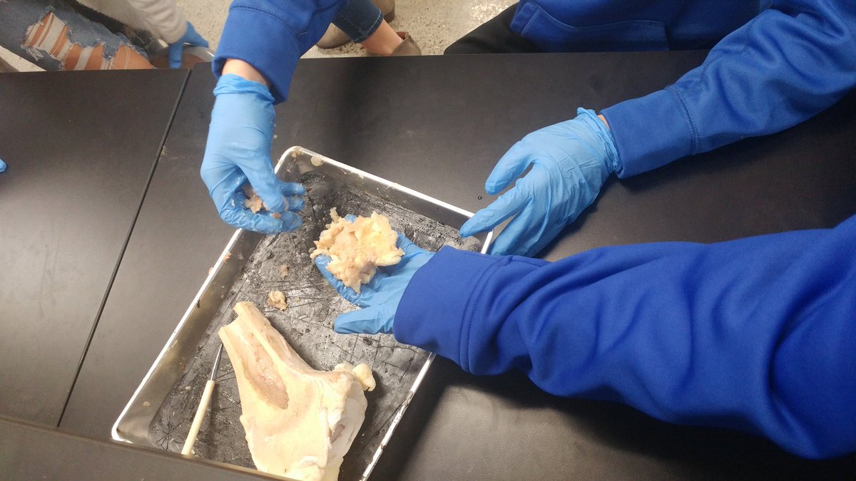 MasonCoBiomed's tweet photo. Then we moved on to #longbone dissections in #PLTWHBS #anatomy @PLTW_KY @MCHSRoyals1 https://t.co/KmIrx1fEvh