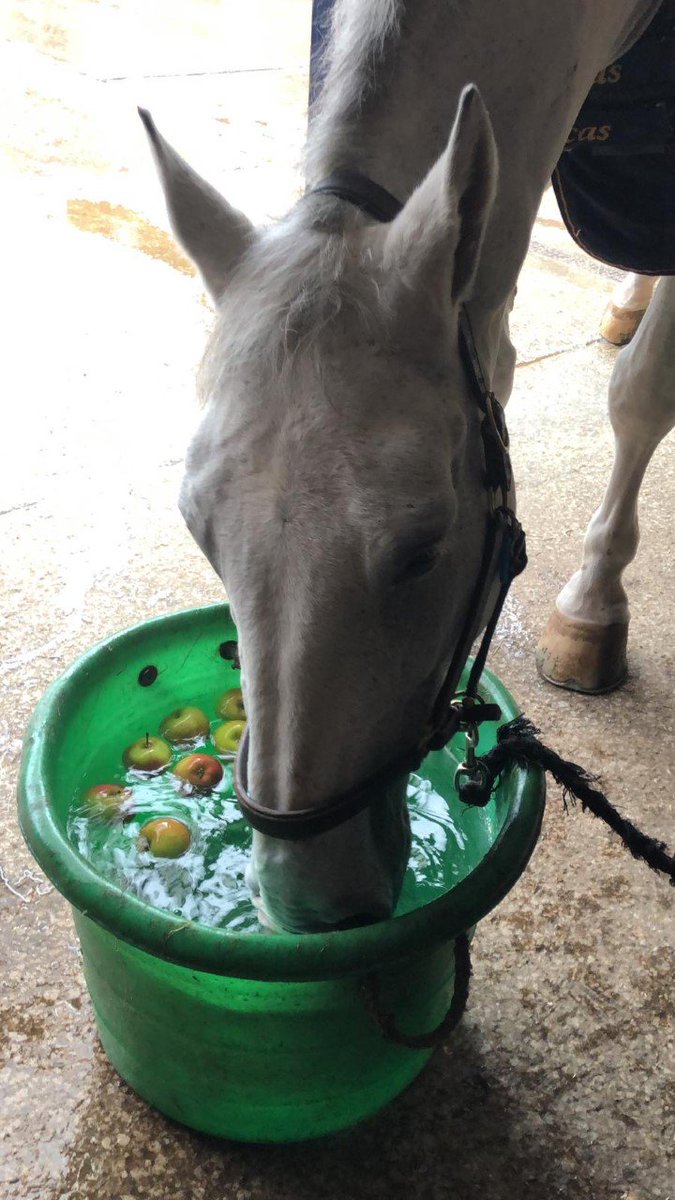 MerPolMounted's tweet photo. Who doesn't love a game of duck apple! Ned, Elvis, Oxberry and Harriet enjoyed their game this afternoon. #StandTall #DuckApple #Halloween #PHNed #PHElvis #PHOxberry #PHHarriet https://t.co/5L4NizfJxa