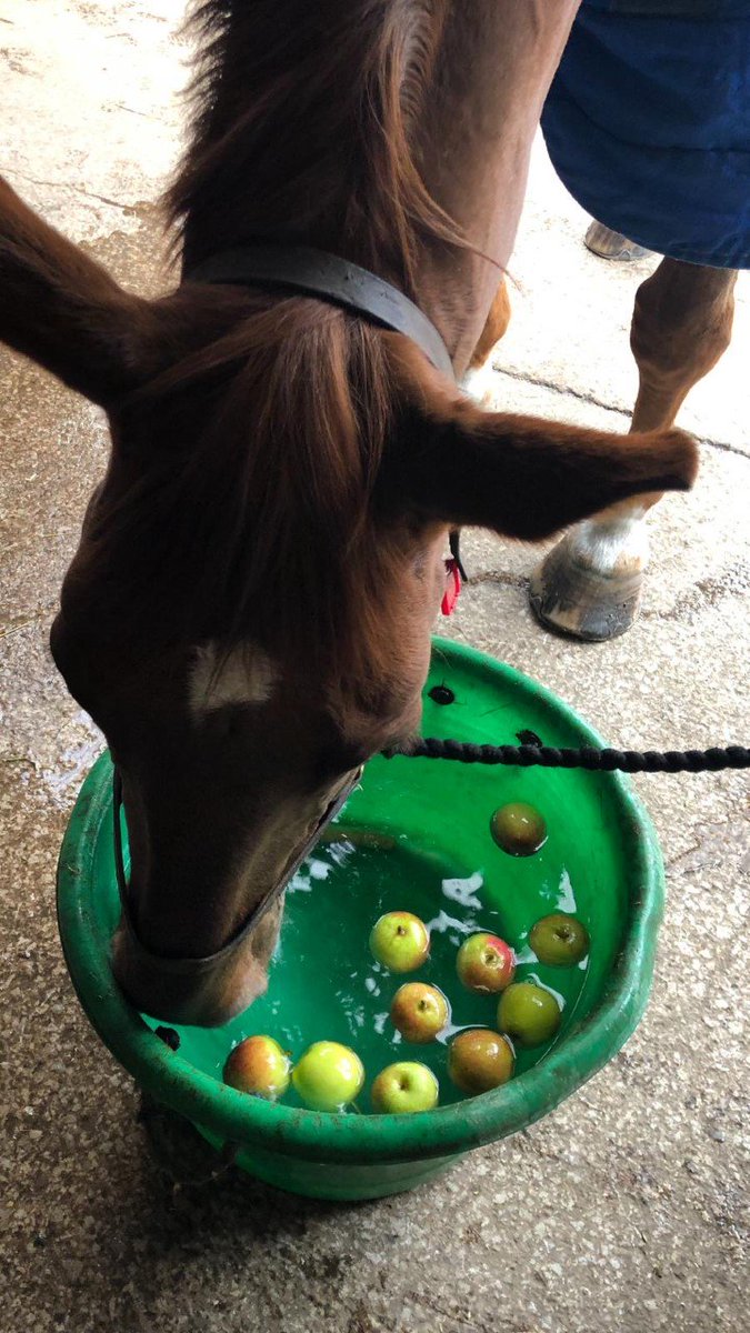 MerPolMounted's tweet photo. Who doesn't love a game of duck apple! Ned, Elvis, Oxberry and Harriet enjoyed their game this afternoon. #StandTall #DuckApple #Halloween #PHNed #PHElvis #PHOxberry #PHHarriet https://t.co/5L4NizfJxa