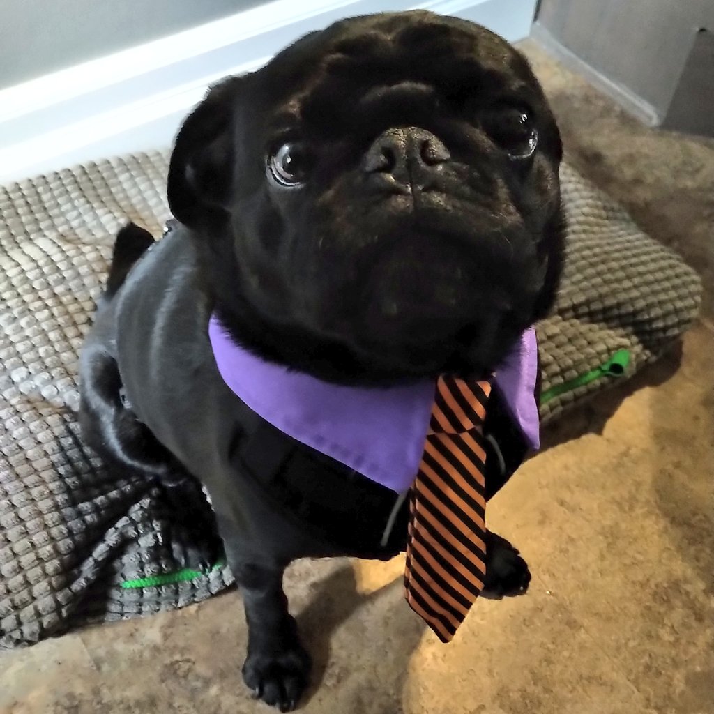 ChiefBillHunter's tweet photo. Ties can be such a pain...#APugsLife #Dozer #Halloween https://t.co/kTz6ZiRt7j