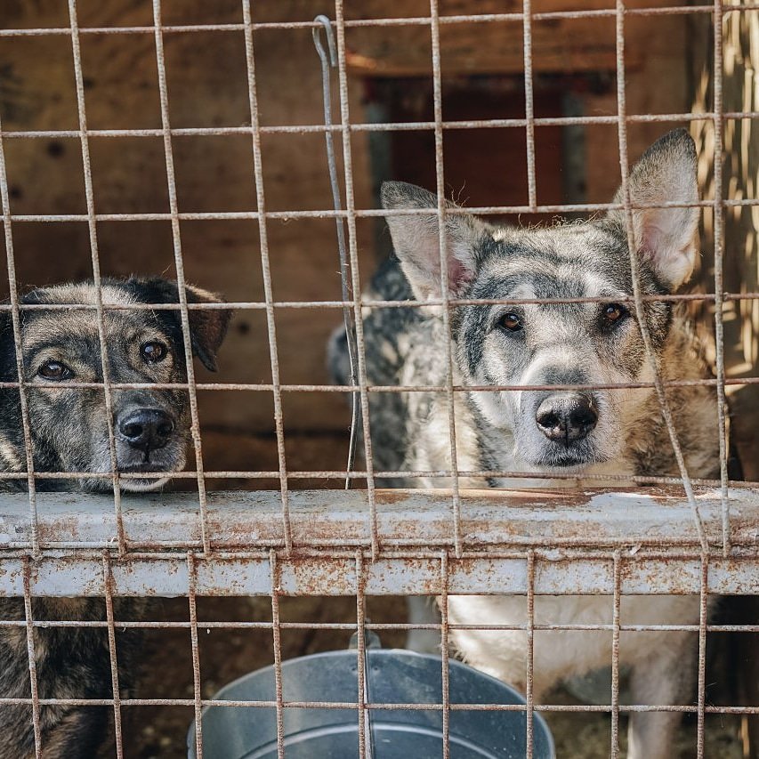 EddyKennel's tweet photo. Look at their eyes 👀.

That's how keen we are when it comes to matters security!!

Let us secure your business premises today with our K-9 level security

#eddyskennel #ke #security #mombasa #nairobi #nairobikenya #dogs #wednesdayaddams #wednesdaymotivation https://t.co/Q0rb2bblI1