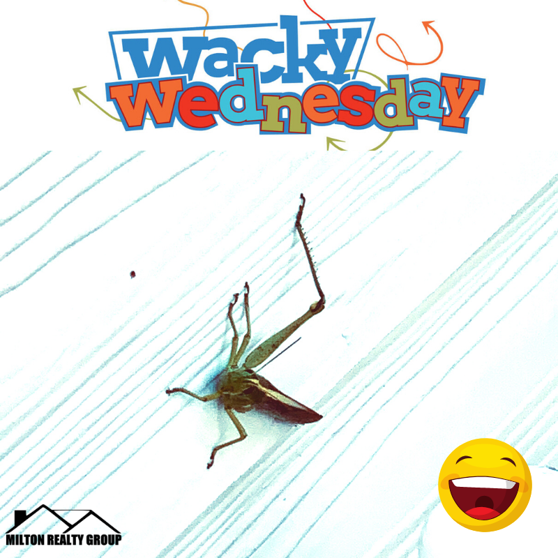 MiltonRealtyLLC's tweet photo. Hello to our little 1 leg visitor! Pretty wacky. 🤣
.
.
#miltonrealtygroup #rentalproperties #propertymanagement #wackywednesday #officevistor #lillington #wakecounty #harnettcounty #wakecounty https://t.co/KiZElDEU9f