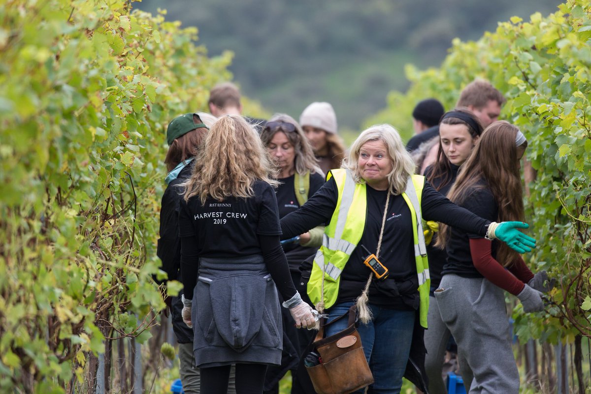 RathfinnyEstate's tweet photo. What an amazing picking crew - it’s been hard work bringing in our Harvest this year, but worth it .. great #SussexSparkling base wines now in tank ... #RathfinnyHarvest19 https://t.co/pAMFx8dZnI