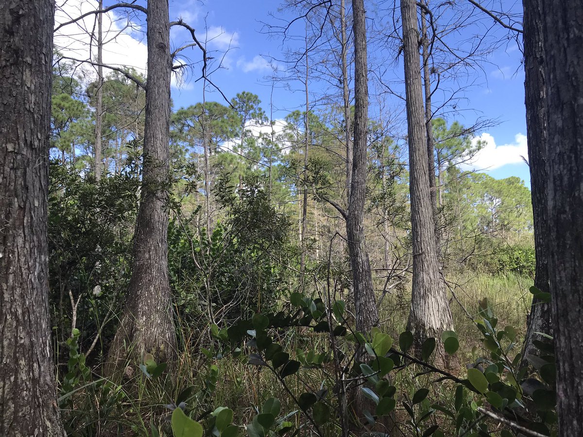 Treasure Coast-CISMA tweet media