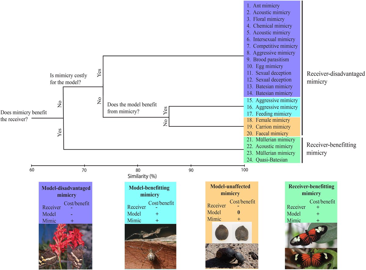 trailmix_jdmw's tweet photo. A conceptual framework for understanding different forms of mimicry and how different selective pressures may act on mimics, models and receivers and shape these interactions. Nice one @MLdeJager (and Bruce)! I'm happy to see faecal mimicry permeates through the article 💩 https://t.co/MXuVNSrp9G
