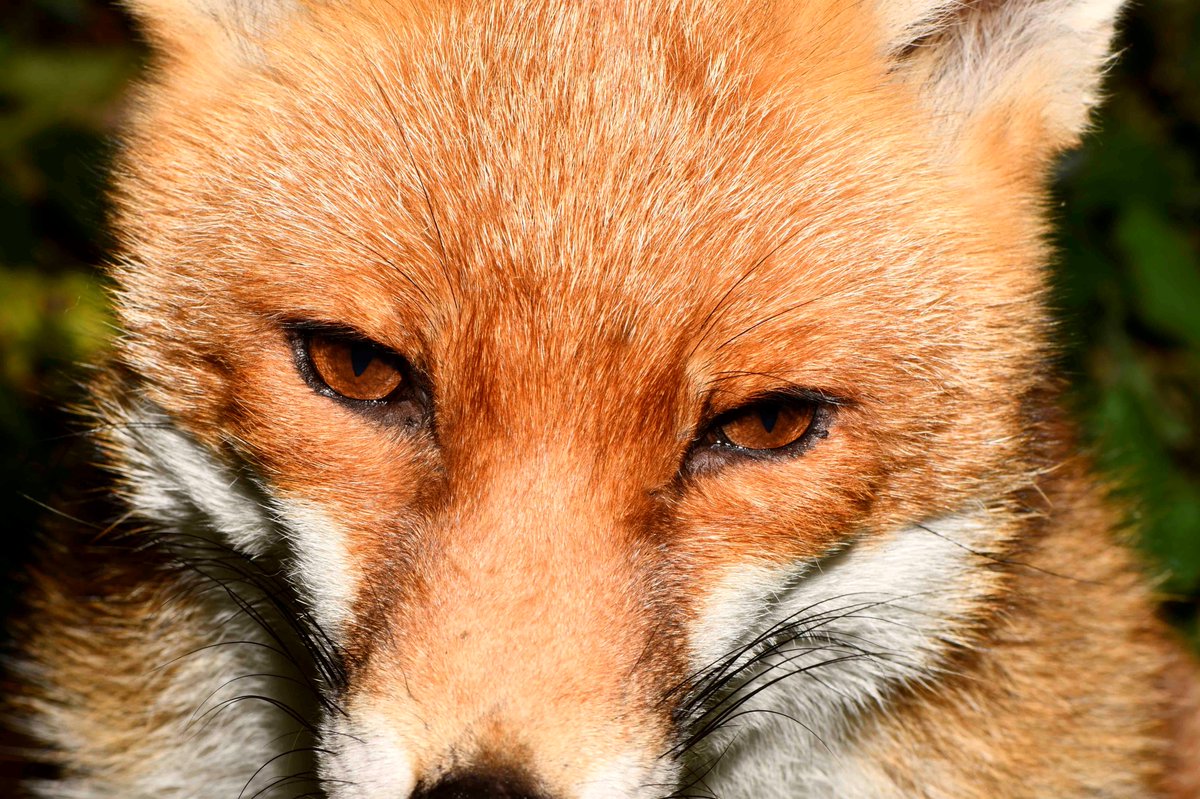 Red fox twitter the 