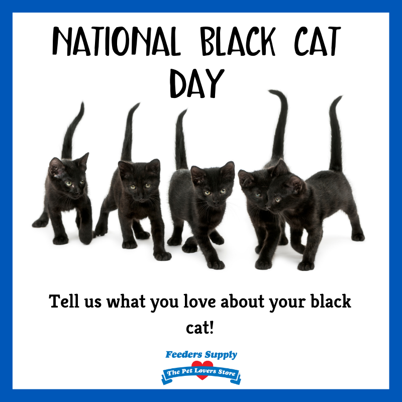 Feeders Supply On Twitter We Are Celebrating National Black Cat