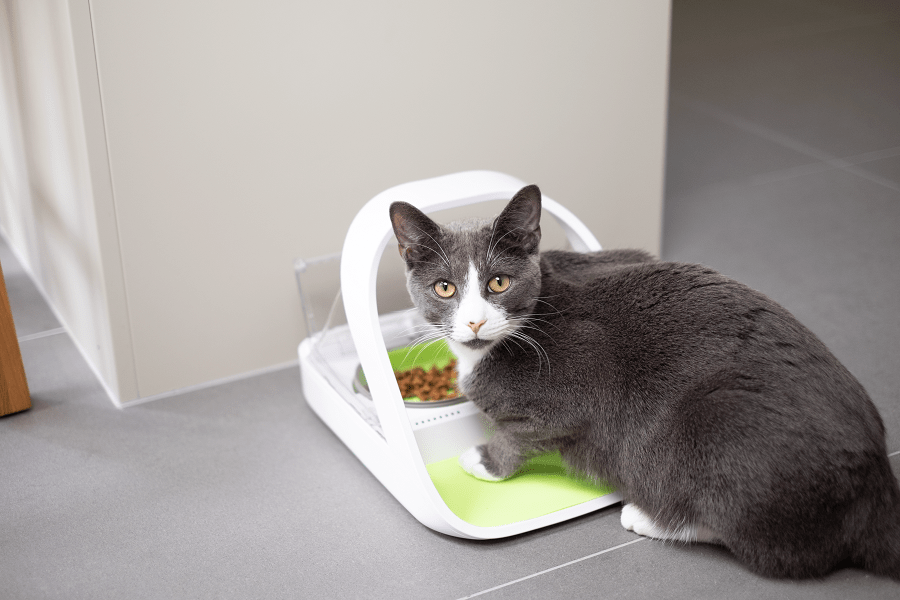 How Much Should I Feed My Cat? felineonline.com/how-much-shoul…