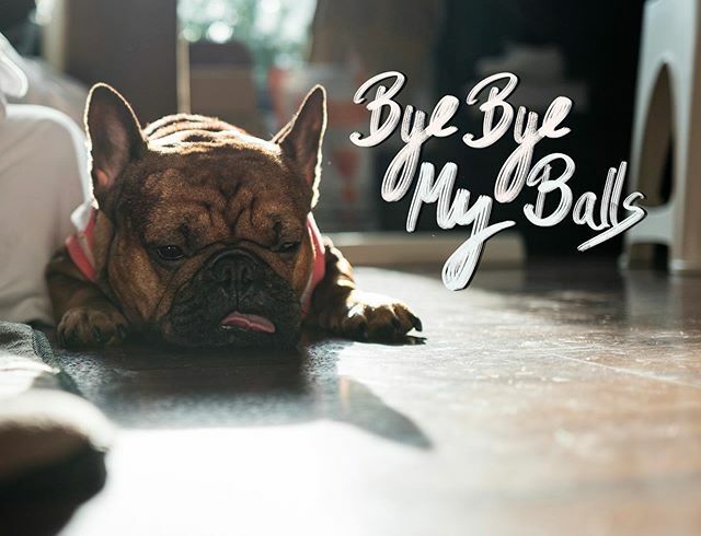 myLiLchapter's tweet photo. อะไรเอ่ยตื่นมาไข่หาย

The face I make when I woke up and find out my balls were removed #NeuteringSucks
•
•
•
#myLiLchapter ————————————————
#frenchbulldog #frenchies #french_bulldogs #frenchie_corner #batpig #squishyface #mycutestfrenchie #ilovemyfrenchie #frenchieisfunny #… https://t.co/BzZlTYGBoG